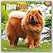 Chow Chows 2016 Square 12x12 (Multilingual Edition)