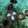 Hardy Harvest Neckpiece (Great Barrier Reef)