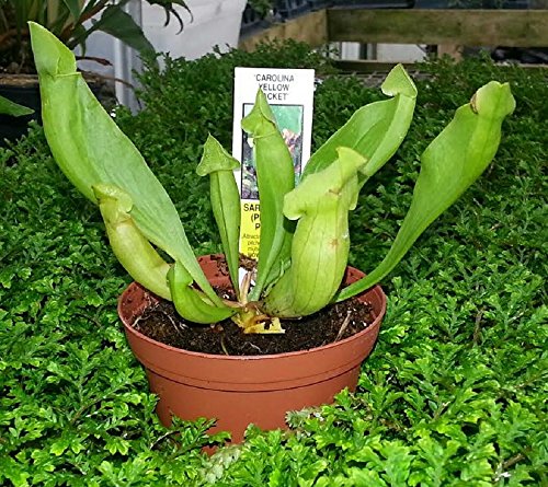 Carolina Yellow Jacket Pitcher Plant - Sarracenia - 3 Carolina Yellow Jacket Pitcher Plant - Sarracenia - 3