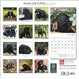 Black Lab Puppies 2012 Calendar-