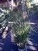 Ornamental Grass--Maiden Grass Miscanthus One Gallon