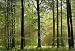 Autumn Forest 216 Wall Mural