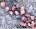 Photographic Print of H5N1 avian influenza virus particles, TEM from Science Photo Library