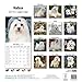 Maltese Calendar - Only Dog Breeds Maltese Calendar - 2015 Wall calendars - Dog Calendars - Monthly Wall Calendar by Avonside