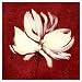 Cream on Crimson Art Print Poster by Sarah Parker