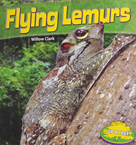 Flying Lemurs (Up a Tree)