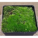 Living Moss - For Bonsai - SALE*