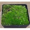 Living Moss - Great For Bonsai, Terrariums