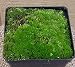 Living Moss - For Bonsai - SALE*