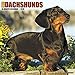 2016 Just Dachshunds Wall Calendar