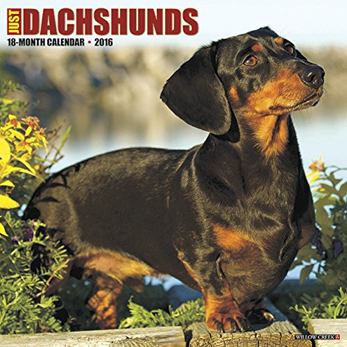 2016 Just Dachshunds Wall Calendar
