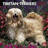 Tibetan Terriers 2012 Square 12x12 Wall Calendar (Multilingual Edition)