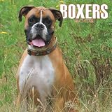 Boxers (International) 2009 Wall Calendar 12