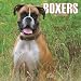   - Boxers (International) 2009 Wall Calendar 12