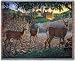 Field of Dreams Throw - 53 x 70 Blanket/Throw
