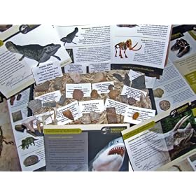 Genuine Dinosaur and Fossil Collection for children or adults- 25 piece collectors gift set of real fossils - 400 million years of history - Dinosaurs, Shark Teeth to Woolly Mammoth and more... - Labels, Certificates of Authenticity and Full Colour Information Sheet included