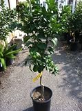 Standard Italian Lemon Tree, Five Gallon Container