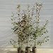 ���ڡ����Υ٥˥��ʥ����ʥ�åɥ��ӥ��3�ܥ��åȡ���130-150cm