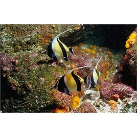 photographie Moorish Idols (Zanclus comutus). est disperible en (L x H): 90 x 60 cm de E. Manewal