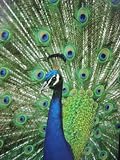 1000ピース　クジャク(peacock)　パズルの画像
