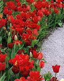 Endless Spring Red Tulip Mix 20 Bulbs - Lots of Color!