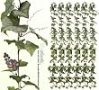 Six 6' Artificial Grape Garlands with Grape Clusters