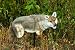 Edge Innovative Hunting Yote Coyote Hunting Decoy