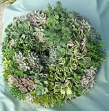 Succulent Living Wreath - 16