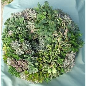 Succulent Living Wreath - 16 by 