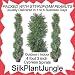 1 lot of 2 Artificial Outdoor Indoor Potted 4 foot 3 inch Pond Cypress Spiral Topiary Tree Plants packed in peanuts