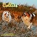 Collies Calendar - 2015 Wall calendars - Dog Calendars - Monthly Wall Calendar by Magnum