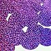 Round Flat Sequin 40mm Amethyst Purple Hologram Glitter Sparkle. Couture Paillettes. Made in USA