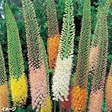 国華園　秋植え球根　エレムルスミックス(無選別)　4球
