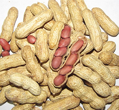 50 Four Grains Red Peanut Plant Organic Vegetable Seeds ~Chris's garden 50 Four Grains Red Peanut Plant Organic Vegetable Seeds ~Chris's garden
