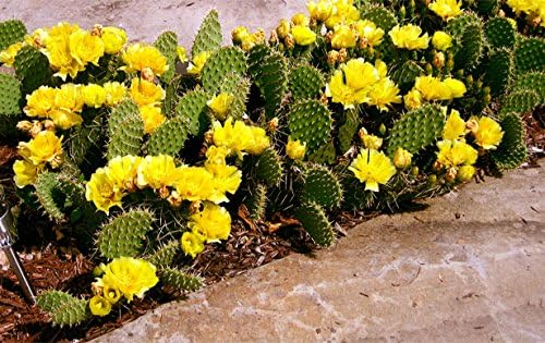 *SWEET FRUIT* YELLOW CACTUS PEAR*5 seeds*RARE*#1036