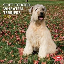 Wheaten Terriers, Soft Coated 2013 Wall Calendar 12" X 12"
