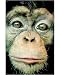 Photographic Print of 18month old Chimpanzee in Dublin Zoo from Press Association Images