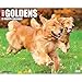 Goldens 2015 Wall Calendar