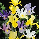 Iris hollandica mix (100)