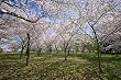 Amid Cherry Blossoms, Washington, D.C. - Alluring 16x20 Photographic Print by Brendan Reals