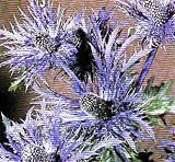 ALPINE SEA HOLLY - ERYNGIUM ALPINUM - 10 SEEDS