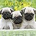 Just Pug Puppies 2016 Calendar