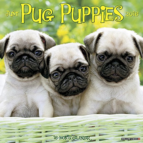 2016 Just Pug Puppies Wall Calendar