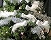 BANBERRY DESIGNS White Dove Clip-on Birds - Set of 6 Long Tail Christmas Ornaments - Real Feathers - Holiday Decorations - Weddings - Events - Crafts - 6