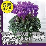 香りの良い一重咲き シクラメン セレナーディア　アロマブルー 5号鉢