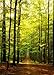 Forest Path Puzzle, 1000-Piece