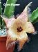Starflower Cactus Plant -Stapelia gigantea-Easy to Grow
