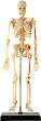 Human Skeleton Anatomical Model