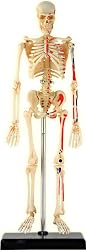Human Skeleton Anatomical Model