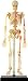 Human Skeleton Anatomical Model